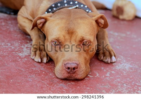 pit bull red Nose