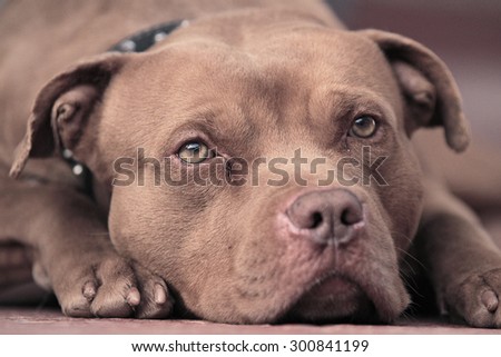 pitbull Red nose  , Amazing Dog