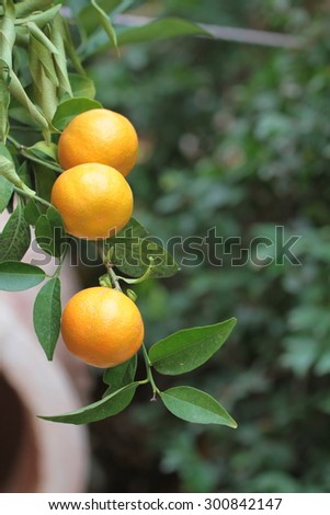 Oranges on a citrus tree close up.