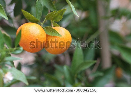 Oranges on a citrus tree close up.