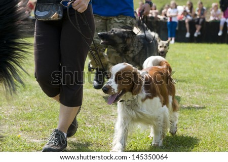 Dog competition