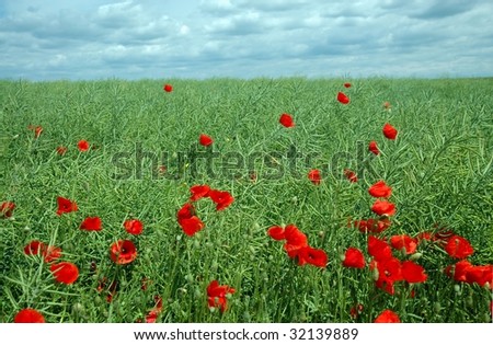 red poppy flowers in broad bean field