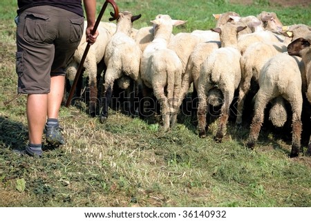 shepherd and flock of sheep