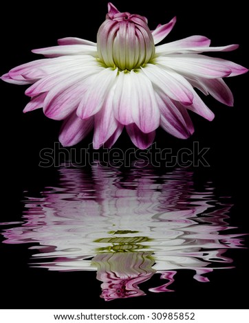 purple chrysanthemum  flowers reflected in the water