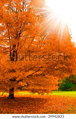 fall tree under sun