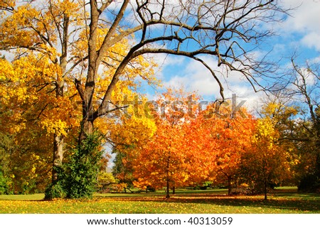 fall trees and blue sky