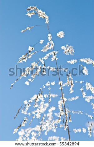 snow covered plant