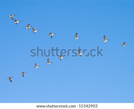 Flying geese in v shape
