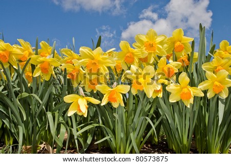 Yellow Daffodil In Spring 商业图片: 80573875 :