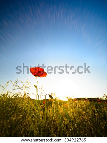 red poppy - single flower in the sunlight with blue sky and grass, version which contains clear sky sunbeams, place for text (copy space)
