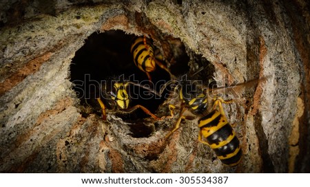 detail entrance poking a hornet\'s nest with aggressive wasp, focus on mandibles wasp