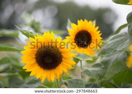 Sun flower, shoot in an outdoor garden with green and white backround, some bee\'s flying around