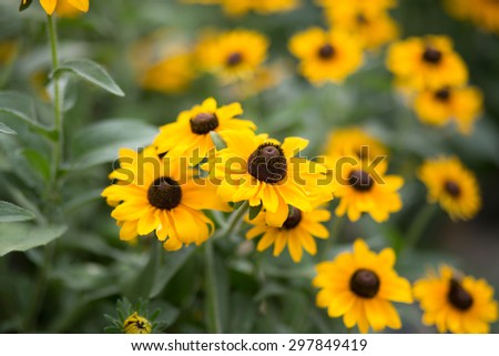 group of Rudbeckia hirta flowers. The bees fly aound and do their job. Lovely summer day