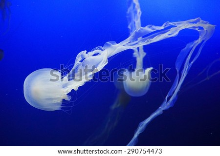 Jellyfishes are swimming in aquarium tank. Sea Aquarium (S.E.A.) Singapore.
