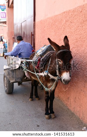 MARRAKESH, MOROCCO-APRIL 29: A man and his donkey wait for a job in Marrakesh medina on April 29, 2013. Donkeys are still the number on means of transport in the narrow streets of the medina.