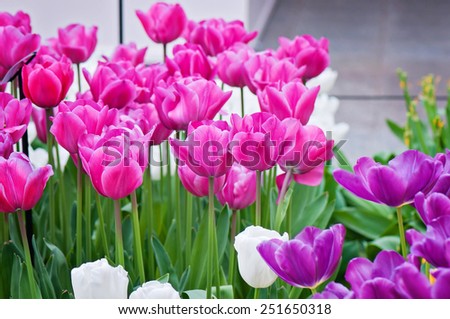Pink, purple and white tulips on the flowerbed in Keukenhof Holland spring flower park