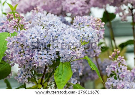Macro shot of lilac flowers on blurred background. Shallow depth of field.
