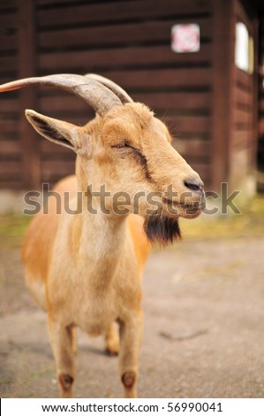 Shot of cute goat in zoo, sunny day