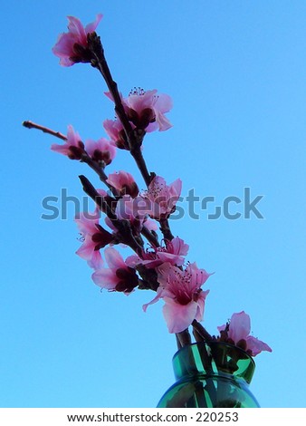 peach blossoms, blue sky, green vase