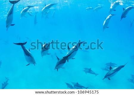 Dolphins Swimming in the Ocean, Amazing Underwater View