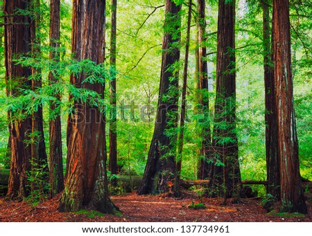 Redwood Trees in Forest, Northwest Rain Forest