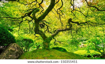 Amazing Green Japanese Maple Tree, Nature Garden