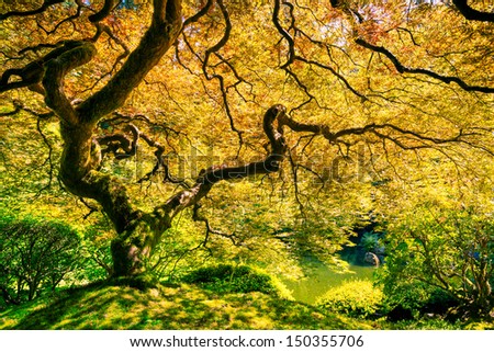 Amazing Green Japanese Maple Tree, Nature Garden