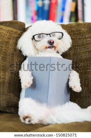 Cute Dog Reading Book at Home on Couch with Glasses