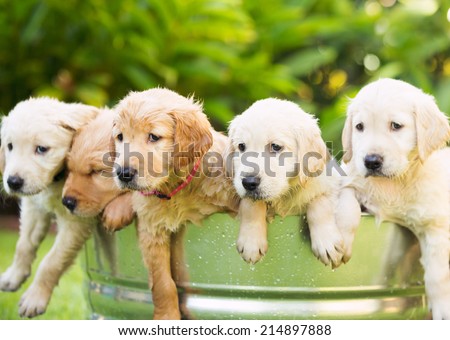 Adorable Group of Golden Retriever Puppies in the Yard