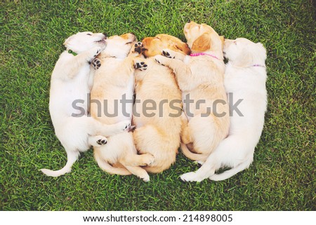 Adorable Group of Golden Retriever Puppies Sleeping in the Yard