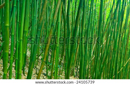Lush Green Tropical Asian Zen Bamboo Forest