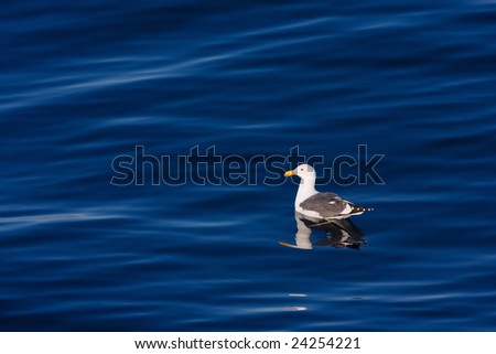 Seabird Floating in Ocean
