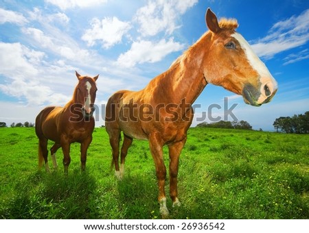 Horses in Green Field with Sunny Blue Sky