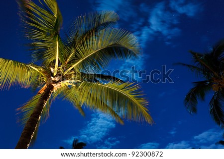 Tropical Night Sky, Palm Trees and Moon