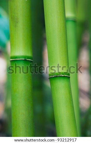 Abstract Zen Bamboo