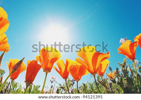 Spring Flowers Sky