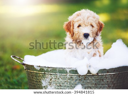 Adorable Cute Pupppy. Goldern Retriever Puppy taking a Bubble Bath
