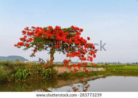 Royal Poinciana Tree (Delonix Regia) beside the lake in Namdinh, Vietnam.