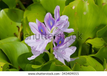 Purple flowers (Eichhornia crassipes) often live in ponds, lakes, rivers ... of Vietnam