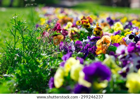 colorful flowers in the summer park in Moscow