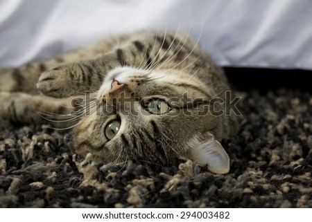 Cat lying on its back