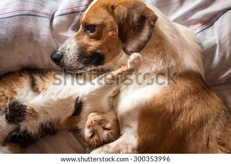 Dog and cat cuddle on bed