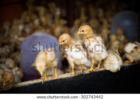 small chickens stand on wooden fence on poultry farm of laying hens