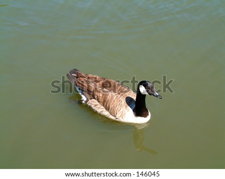 This is a Canadian goose that was in the lake in Kew Gardens