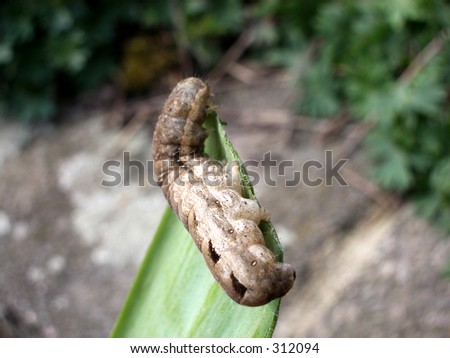 This is a caterpillar eating a leaf.