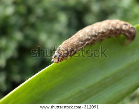This is a caterpillar eating a leaf.