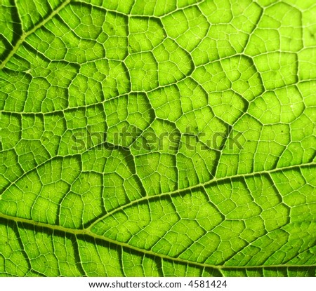 A close up photographic image the underside of a green leaf.