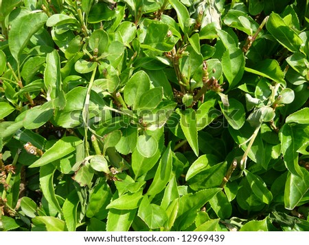 A close up photographic image of a background full of leaves.