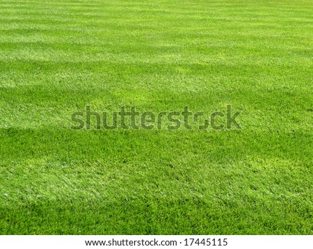 Fresh Cut Lawn Grass
