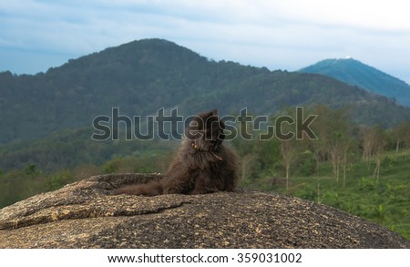 gray cat sitting on top of a mountain on a background of mountains and sea